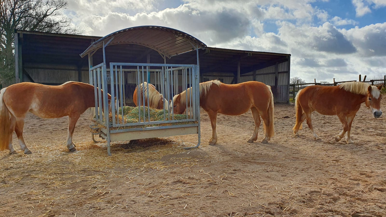 Pferdegerechte Haltung und pferdegerechtes Reiten gehören zusammen ...